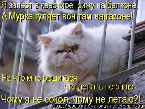 Я заперт в квартире, сижу на балконе, А Мурка гуляет вон там на газоне! На что мне решиться, что дела... Котоматрица: Я заперт в квартире, сижу на балконе, А Мурка гуляет вон там на газоне! На что мне решиться, что делать не знаю - Чому я не сокол, чому не летаю?!