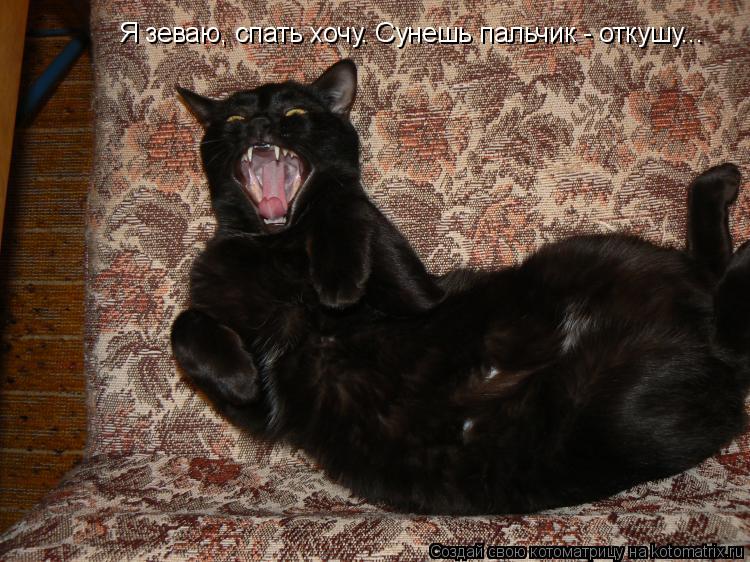 Котоматрица: Я зеваю, спать хочу. Сунешь пальчик - откушу...