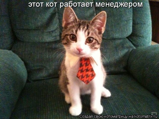 Котоматрица: этот кот работает менеджером