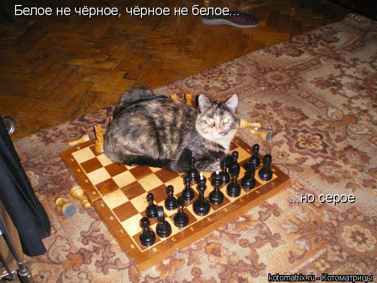 Котоматрица: Белое не чёрное, чёрное не белое... ...но серое