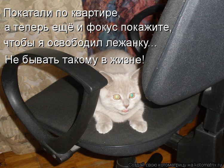 Котоматрица: Покатали по квартире, а теперь ещё и фокус покажите, чтобы я освободил лежанку... Не бывать такому в жизне!