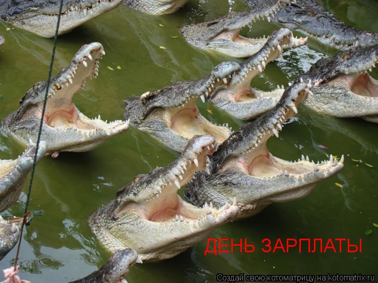 Котоматрица: ДЕНЬ ЗАРПЛАТЫ
