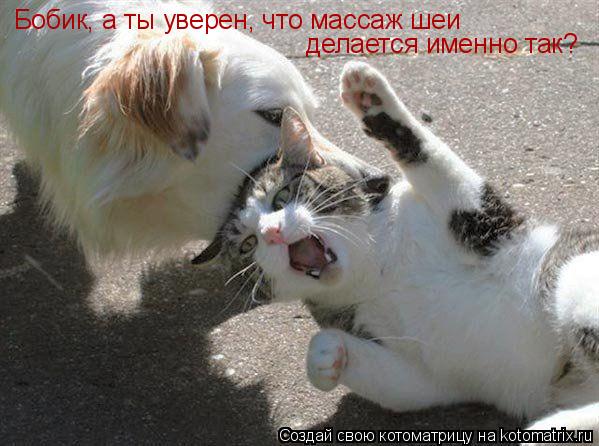 Котоматрица: Бобик, а ты уверен, что массаж шеи делается именно так?