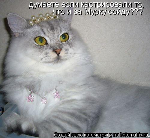 Котоматрица: думаете если кастрировали то, что и за Мурку сойду???