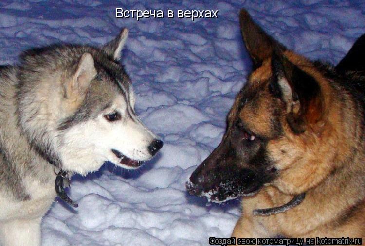 Котоматрица: Встреча в верхах