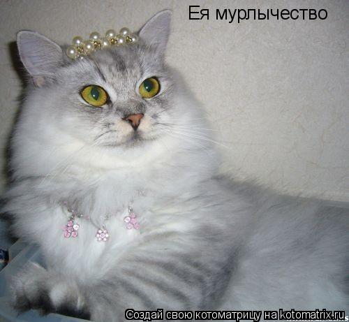 Котоматрица: Ея мурлычество