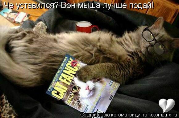Котоматрица: Че уставился? Вон мыша лучше подай!