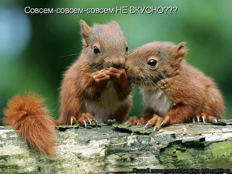 Котоматрица: Совсем-совсем-совсем НЕ ВКУСНО???