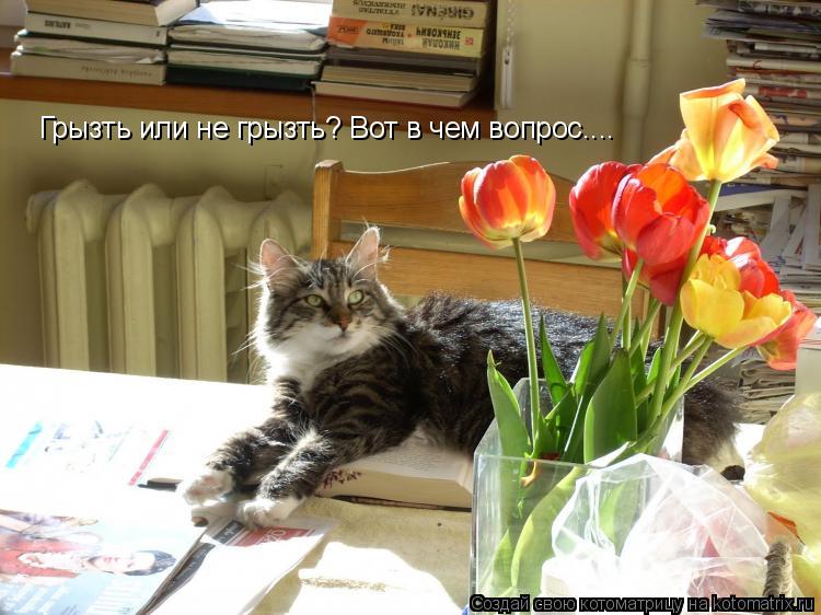 Котоматрица: Грызть или не грызть? Вот в чем вопрос....