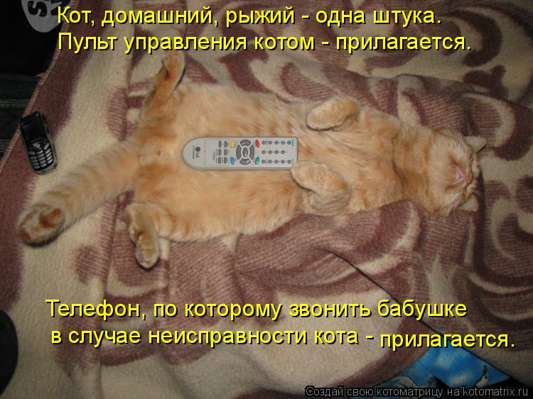 Кот, домашний, рыжий - одна штука. Пульт управления котом - прилагается. Телефон, по которому звонить... Котоматрица: Кот, домашний, рыжий - одна штука. Пульт управления котом - прилагается. Телефон, по которому звонить бабушке в случае неисправности кота - п