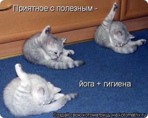 Котоматрица: Приятное с полезным -  йога + гигиена