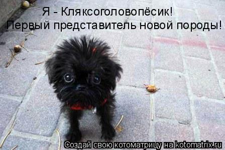 Котоматрица: Первый представитель новой породы! Я - Кляксоголовопёсик!