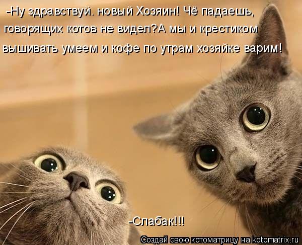 Котоматрица: -Ну здравствуй. новый Хозяин! Чё падаешь, говорящих котов не видел?А мы и крестиком  вышивать умеем и кофе по утрам хозяйке варим! -Слабак!!!