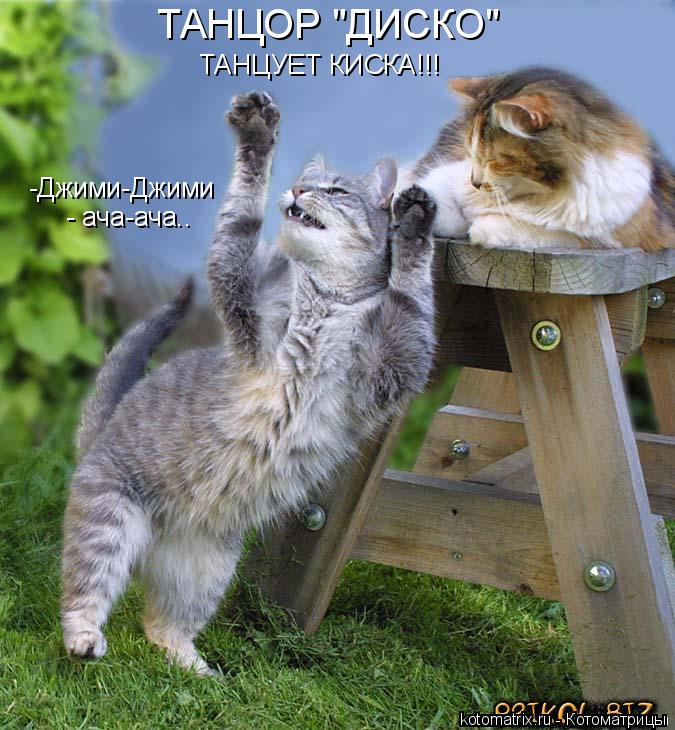 Котоматрица: ТАНЦОР "ДИСКО" ТАНЦУЕТ КИСКА!!! -Джими-Джими  - ача-ача..