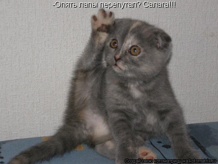 -Опять лапы перепутал? Салага!!!... Котоматрица: -Опять лапы перепутал? Салага!!!