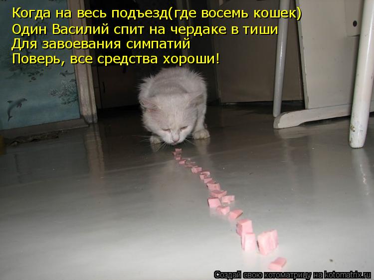 Когда на весь подъезд(где восемь кошек) Один Василий спит на чердаке в тиши Для завоевания симпатий П... Котоматрица: Когда на весь подъезд(где восемь кошек) Один Василий спит на чердаке в тиши Для завоевания симпатий Поверь, все средства хороши!