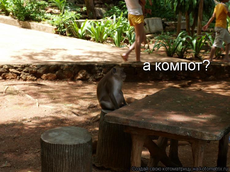 а компот?... Котоматрица: а компот?