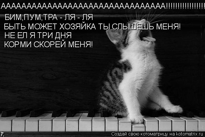 Котоматрица: АААААААААААААААААААААААААААААААА!!!!!!!!!!!!!!!!!!!!!!! БИМ,ПУМ,ТРА - ЛЯ - ЛЯ  БЫТЬ МОЖЕТ ХОЗЯЙКА ТЫ СЛЫШЕШЬ МЕНЯ! НЕ ЕЛ Я ТРИ ДНЯ КОРМИ СКОРЕЙ МЕНЯ!