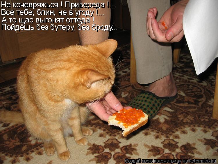 Не кочевряжься ! Привереда !... Всё тебе, блин, не в угоду !... А то щас выгонят оттеда ! Пойдёшь без... Котоматрица: Не кочевряжься ! Привереда !... Всё тебе, блин, не в угоду !... А то щас выгонят оттеда ! Пойдёшь без бутеру, без броду...