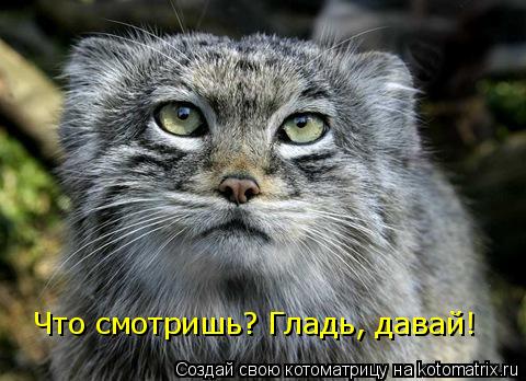 Что смотришь? Гладь, давай!... Котоматрица: Что смотришь? Гладь, давай!