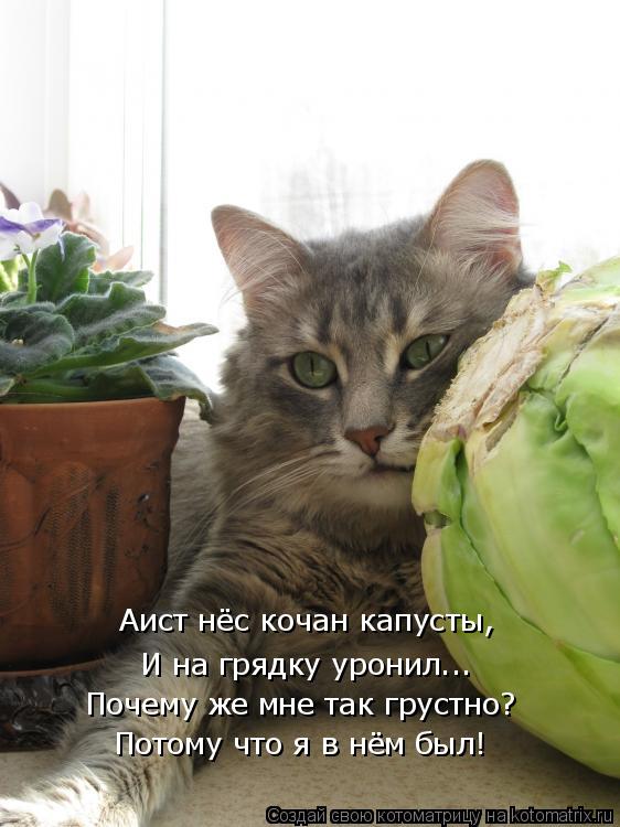 Аист нёс кочан капусты, И на грядку уронил... Почему же мне так грустно? Потому что я в нём был!... Котоматрица: Аист нёс кочан капусты, И на грядку уронил... Почему же мне так грустно? Потому что я в нём был!