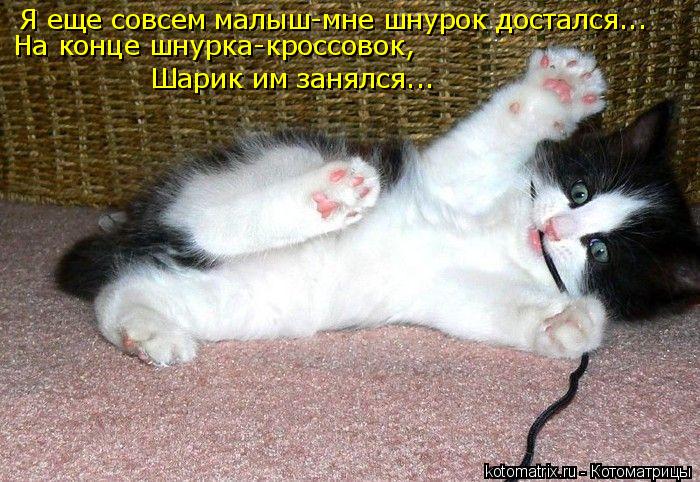 Я еще совсем малыш-мне шнурок достался... Шарик им занялся... На конце шнурка-кроссовок,... Котоматрица: Я еще совсем малыш-мне шнурок достался... Шарик им занялся... На конце шнурка-кроссовок,