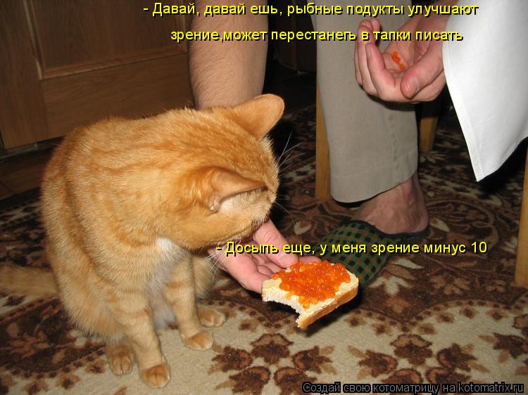 Котоматрица: - Давай, давай ешь, рыбные подукты улучшают   зрение,может перестанегь в тапки писать зрение,может перестанегь в тапки писать - Досыпь еще, у 
