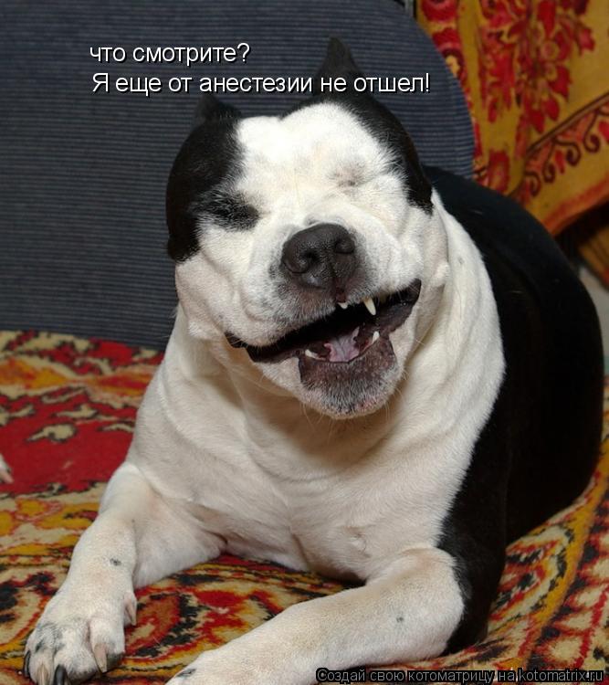 Котоматрица: что смотрите? Я еще от анестезии не отшел!