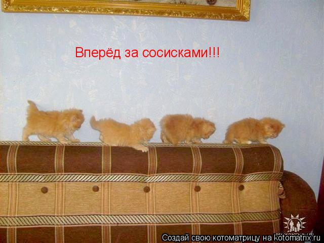 Котоматрица: Вперёд за сосисками!!!