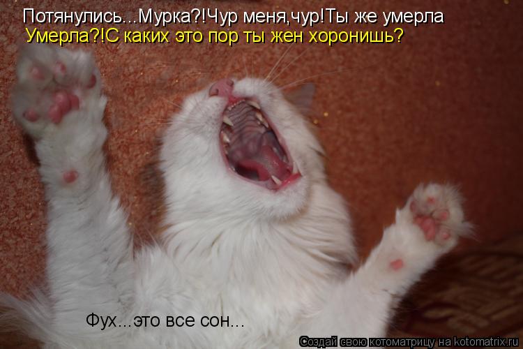 Потянулись...Мурка?!Чур меня,чур!Ты же умерла Умерла?!С каких это пор ты жен хоронишь? Фух...это все ... Котоматрица: Потянулись...Мурка?!Чур меня,чур!Ты же умерла Умерла?!С каких это пор ты жен хоронишь? Фух...это все сон...