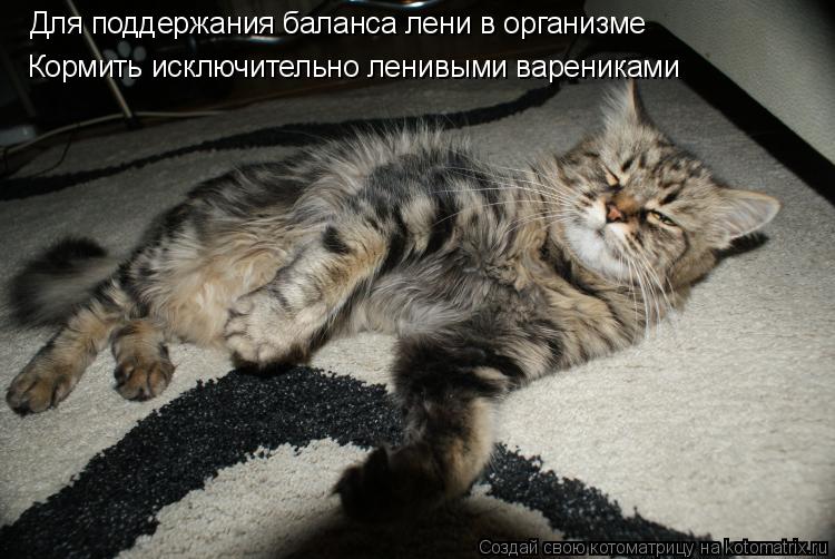 Котоматрица: Для поддержания баланса лени в организме Кормить исключительно ленивыми варениками
