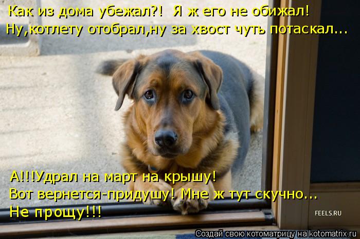 А!!!Удрал на март на крышу! Вот вернется-придушу! Мне ж тут скучно... Не прощу!!! Ну,котлету отобрал,... Котоматрица: А!!!Удрал на март на крышу! Вот вернется-придушу! Мне ж тут скучно... Не прощу!!! Ну,котлету отобрал,ну за хвост чуть потаскал... Как из дома убежа