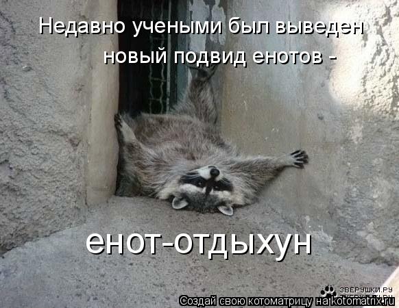 Котоматрица: Недавно учеными был выведен  новый подвид енотов -  енот-отдыхун