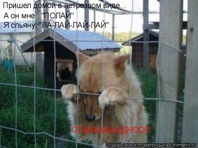 Пришел домой в нетрезвом виде... А он мне : "ПОЛАЙ" Я спьяну: "ЛА-ЛАЙ-ЛАЙ-ЛАЙ" ... СТЫЫЫЫЫЫДНООО... Котоматрица: Пришел домой в нетрезвом виде... А он мне : "ПОЛАЙ" Я спьяну: "ЛА-ЛАЙ-ЛАЙ-ЛАЙ" ... СТЫЫЫЫЫЫДНООО