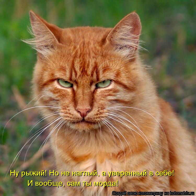 Ну рыжий! Но не наглый, а уверенный в себе! И вообще, сам ты морда!... Котоматрица: Ну рыжий! Но не наглый, а уверенный в себе! И вообще, сам ты морда!