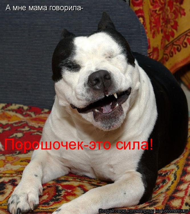 А мне мама говорила- Порошочек-это сила!... Котоматрица: А мне мама говорила- Порошочек-это сила!