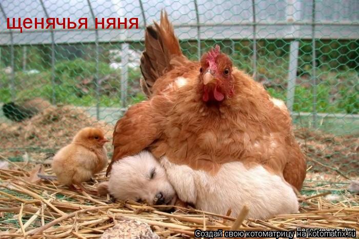 щенячья няня... Котоматрица: щенячья няня