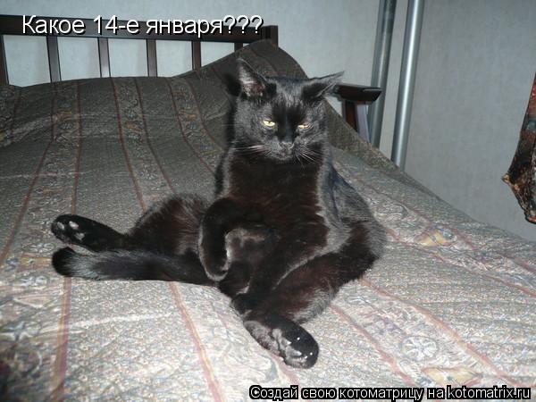 Какое 14-е января???... Котоматрица: Какое 14-е января???