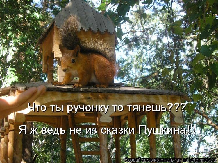 Что ты ручонку то тянешь??? Я ж ведь не из сказки Пушкина!!!... Котоматрица: Что ты ручонку то тянешь??? Я ж ведь не из сказки Пушкина!!!