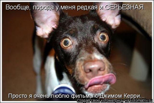Вообще, порода у меня редкая и СЕРЬЕЗНАЯ. Просто я очень люблю фильмы с Джимом Керри...... Котоматрица: Вообще, порода у меня редкая и СЕРЬЕЗНАЯ. Просто я очень люблю фильмы с Джимом Керри...