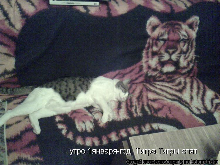 утро 1января-год Тигра.Тигры спят... Котоматрица: утро 1января-год Тигра.Тигры спят