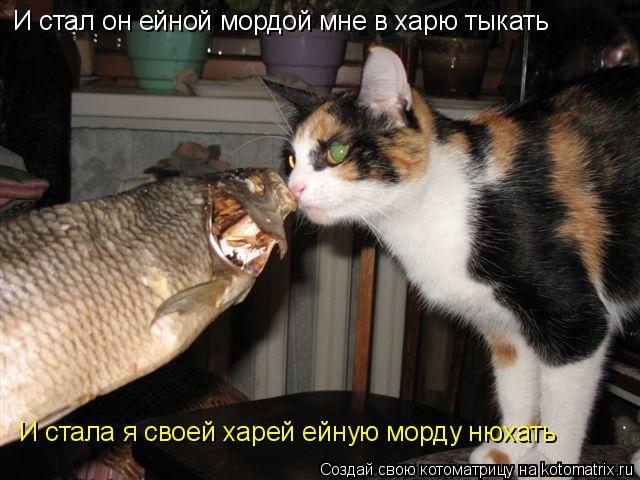 И стал он ейной мордой мне в харю тыкать И стала я своей харей ейную морду нюхать... Котоматрица: И стал он ейной мордой мне в харю тыкать И стала я своей харей ейную морду нюхать