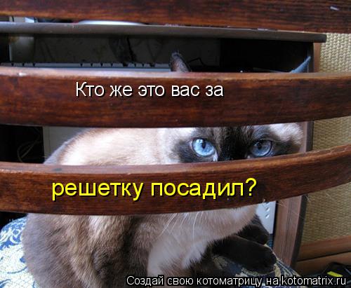 Кто же это вас за решетку посадил?... Котоматрица: Кто же это вас за решетку посадил?