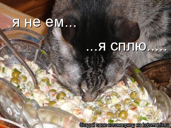 я не ем... ...я сплю........ Котоматрица: я не ем... ...я сплю.....
