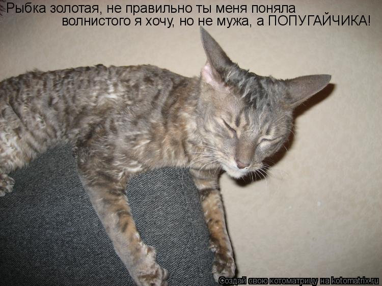 Рыбка золотая, не правильно ты меня поняла волнистого я хочу, но не мужа, а ПОПУГАЙЧИКА!... Котоматрица: Рыбка золотая, не правильно ты меня поняла волнистого я хочу, но не мужа, а ПОПУГАЙЧИКА!