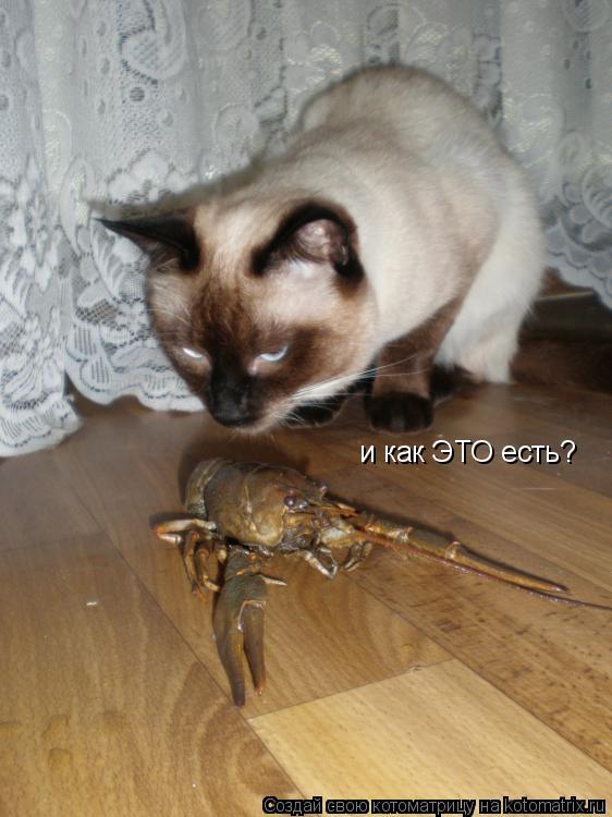 и как ЭТО есть?... Котоматрица: и как ЭТО есть?