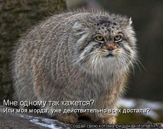 Мне одному так кажется? Или моя морда, уже действительно всех достала?... Котоматрица: Мне одному так кажется? Или моя морда, уже действительно всех достала?