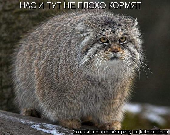 НАС И ТУТ НЕ ПЛОХО КОРМЯТ... Котоматрица: НАС И ТУТ НЕ ПЛОХО КОРМЯТ