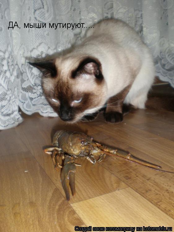 ДА, мыши мутируют........ Котоматрица: ДА, мыши мутируют.....
