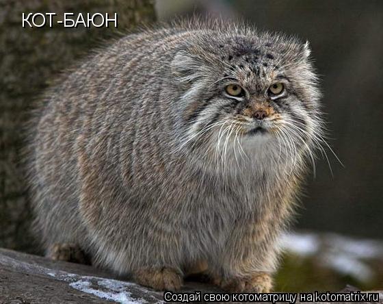 КОТ-БАЮН... Котоматрица: КОТ-БАЮН